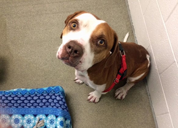 Adopt a friend: Pilot